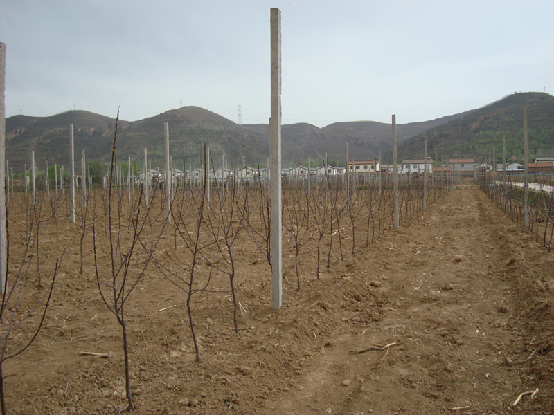 平凉市农业科学院建成矮化自根砧苹果试验示范园