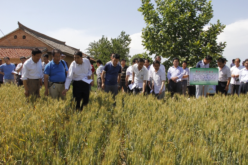 市农科院成功举办小麦新品种试验示范展示观摩会