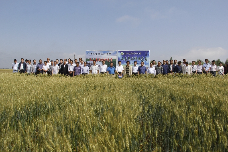 市农科院成功举办小麦新品种试验示范展示观摩会