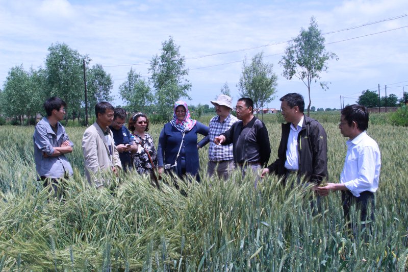 土耳其农业部国际冬小麦改良项目专家应邀来我院考察交流（二）