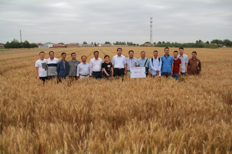 西农专家观摩考察市农科院小麦示范园建设（三）
