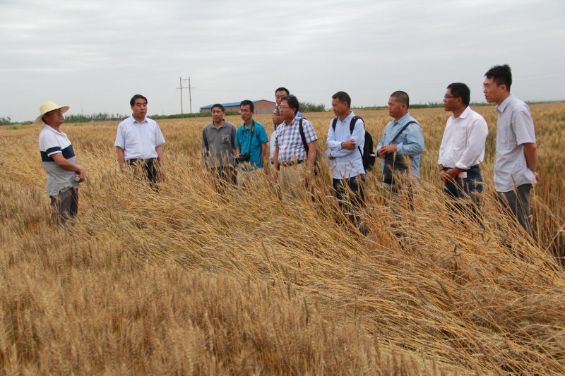 西农专家观摩考察市农科院小麦示范园建设（一）